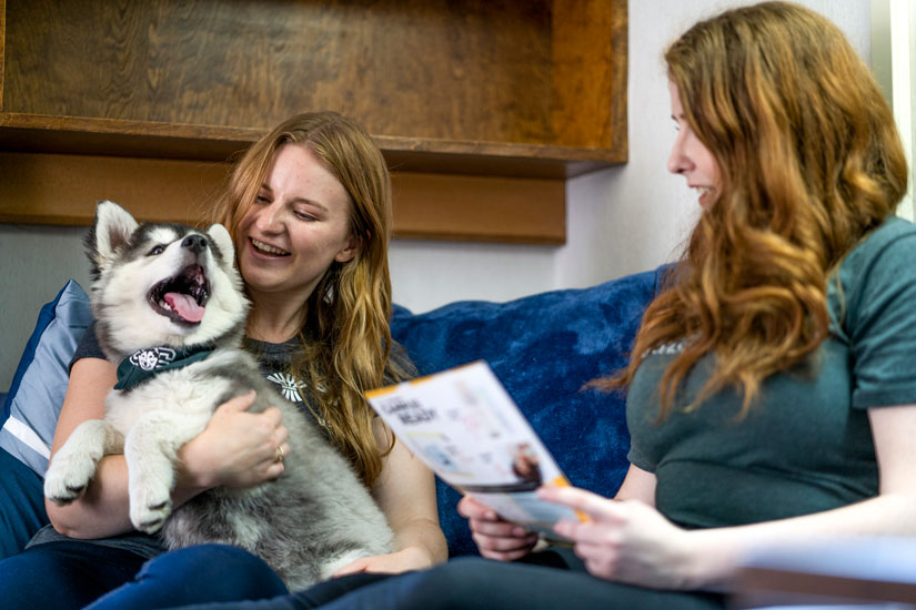 Two female students playing with a huskie puppy on a couch
